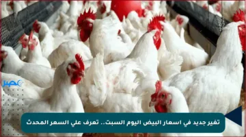 تغير جديد في أسعار البيض اليوم السبت.. تعرف على السعر المحدث